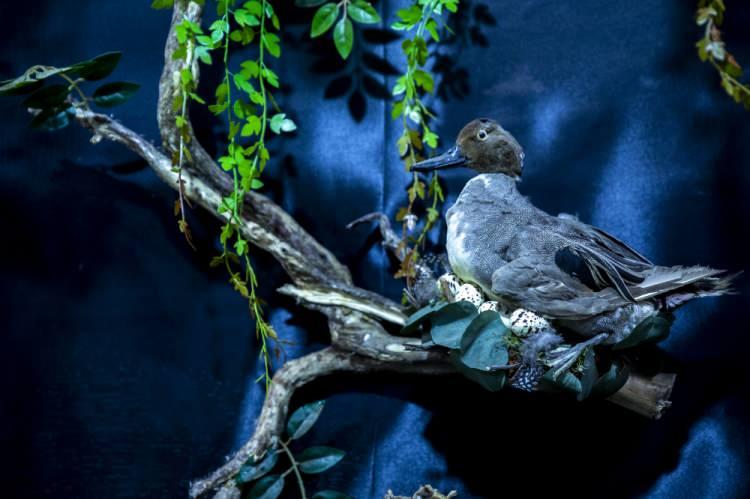 <p>Abdullah, daha çok flamingo, yılan, timsah, aslan ve martı gibi hayvanlara tahnit uygulandığını belirterek, doldurma işleminde temizlik ve ilaçlama gibi çeşitli süreçlerin bulunduğunu anlattı.</p>
<p> </p>