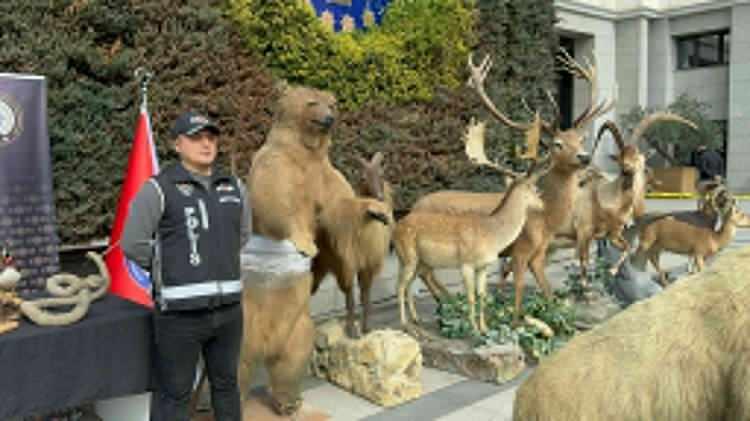 <p>Ekipler çalışmalarının ardından müzeye ve şüphelinin adresine operasyon düzenledi. Sarıyer ve Arnavutköy’de iki farklı adrese düzenlenen operasyonda, müzede yapılan aramalarda aralarında CITES Sözleşmesi (Nesli tehlike altındaki türlerin ticaretine ilişkin sözleşme) kapsamında bulunan 405 tahnit (doldurulmuş hayvan) ele geçirildi. </p>