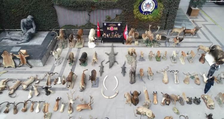 <p>2 antilop postu, 5 antilop trofesi, 8 fildişi ve fildişi objesi, mamut dişi, 2 mamut dişi objesi, 15 adet aslan dişi, 9 leopar, alageyik ve ceylan trofesi, mandarin ördeği trofesi, 83 yaban domuzu dişi, yaban domuzu diş takımı, 4 suçulluğu trofesi, Avrupa arıkuşu trofesi, antilop postu ve su aygırı kemiğinden yapılmış bıçak/kama.</p>