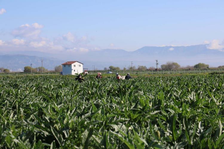 <p>Hasat süreci içerisine giren üreticiler sabahın erken saatlerinde tarlalara inerek enginarlarını hasat ederek aracılara teslim ediyor. Tarlada toptan adet satış fiyatı 20 TL olan enginar, diğer tüm meyve ve sebzelerde olduğu gibi aracı sayısı arttıkça üretici ile tüketici arasındaki fiyat farkı da artıyor.</p>

<p> </p>
