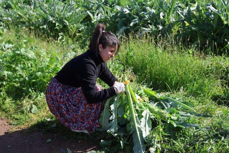 <p>"Sezona bu yıl biraz erken başladık. Havalar geçen seneye göre daha ılık geçti, soğuklar uzun sürmedi. Enginarlarımız 'iyi tarım' sertifikalı. Diğer yetiştirilen enginarlardan farlı. İçerisinde herhangi bir hormon yok. Bizim sezonumuz çok şükür güzel gidiyor. Hayvan gübresi ile ilerliyoruz." </p>

<p> </p>
