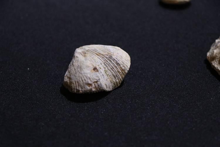 <p>Evdeki aramalarda 10 milyon yıl öncesi Miyosen dönemine ait olduğu belirlenen 8 parça fosil ele geçirildi. Gözaltına alınan şüpheli, polis merkezine götürüldü. </p>
