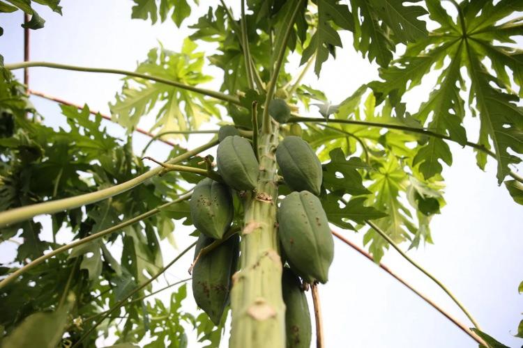 <p>Antalya'nın Aksu ilçesinde yaşayan emekli Mustafa Uysal, Taylandlı eşi Thipphawan'ın çok sevdiği papayayı üretmek için Kovid-19 salgını döneminde hobi olarak 230 metrekare alana dikim yaptı.</p>

<p> </p>
