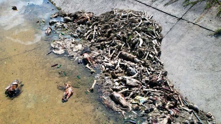 <p>Adana’da sulama kanalında yüzlerce kesilmiş eşek ve at kemikleri bulundu bulundu. Bölge sakinleri ise duruma isyan etti.</p>

<p> </p>
