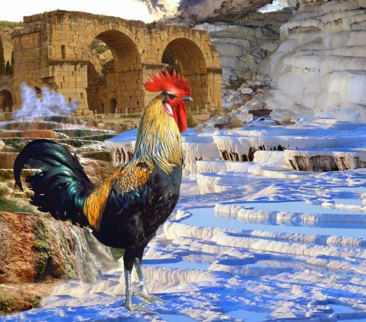 <p><span style="color:#8B4513"><em><strong>DENİZLİ</strong></em></span><br />
<br />
Denizli Horozu</p>