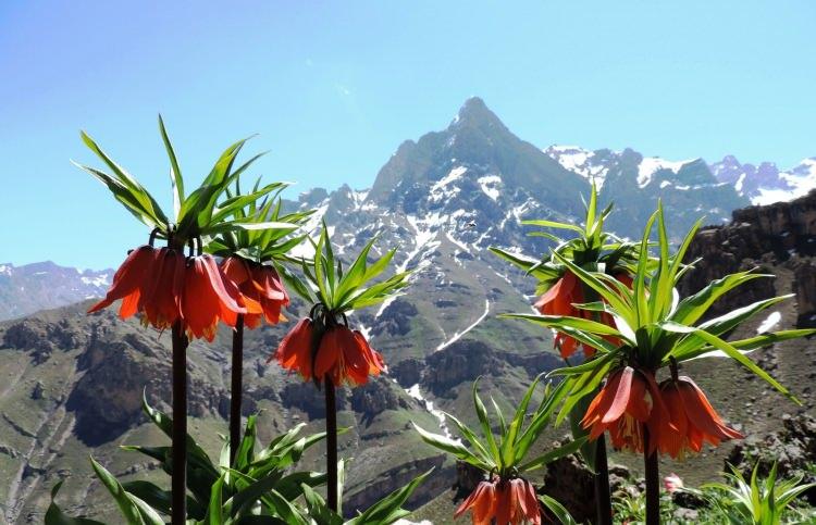 <p><span style="color:#800080"><em><strong>HAKKARİ</strong></em></span><br />
<br />
Ters Lale (Ağlayan Lale)</p>