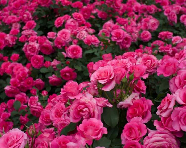 <p><span style="color:#8B4513"><em><strong>ISPARTA</strong></em></span><br />
<br />
Gül</p>
