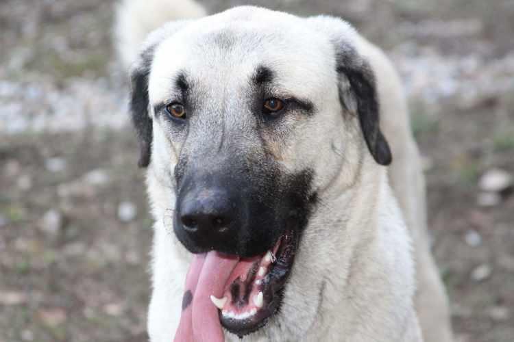 <p><span style="color:#800080"><em><strong>SİVAS</strong></em></span></p>

<p>Kangal Köpeği </p>
