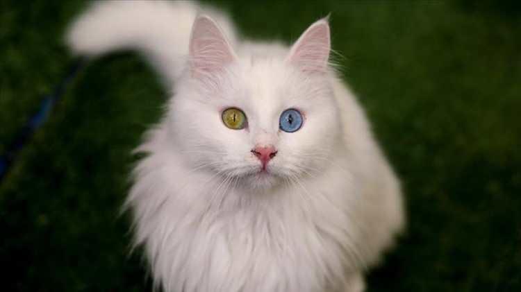 <p><em><span style="color:#000080"><strong>VAN</strong></span></em></p>

<p>Van Kedisi</p>
