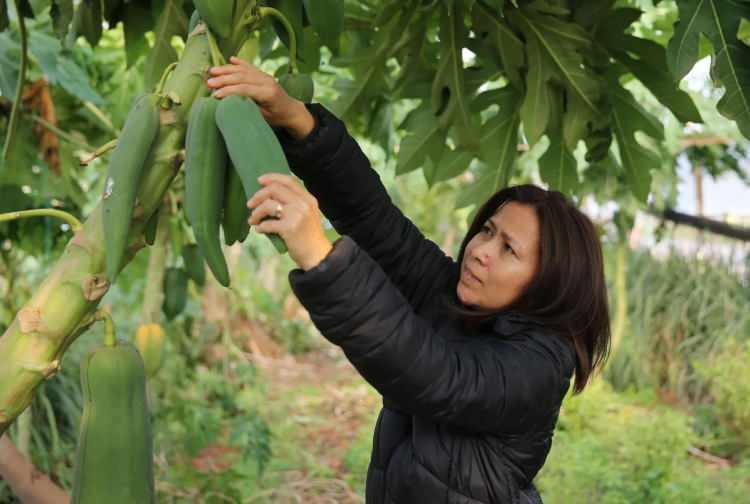 <p>Yıl boyu meyve veren ağaçlardan, tanesi 1-7 kilogram arasında değişen ürün alan Uysal, yeni cinsle birim alandan da daha fazla getiri sağlıyor.</p>

<p> </p>
