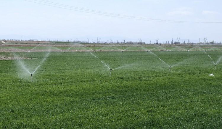 <p>2 milyon 200 bin hektarlık ekim alanına sahip Konya'da, yılda yaklaşık 2,5 milyon ton buğday üretiliyor. Konya Ovası'nda, yağmur ve kar yağışının olmaması nedeniyle kuraklık tehlikesi yaşanıyor.</p>
