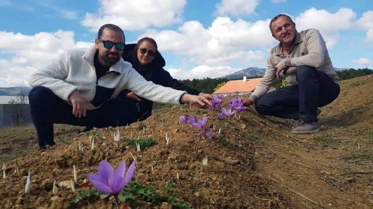 <p><span style="color:#000000"><em><strong>SAFRAN NEDİR?</strong></em></span></p>

<p>Safran (Crocus sativus), süsengiller familyasından, sonbaharda çiçek açan,  çiğdem cinsinden soğanlı bir kültür bitkisi türüdür. Bitkinin yaprakları şeritimsi, mor çiçekleri üç tepeciklidir. Safran bitkisi daha çok İspanya, Fransa, İtalya ve İran'da yetiştirilir. Türkiye'de ise Safranbolu'da üretilir.</p>

<p> </p>
