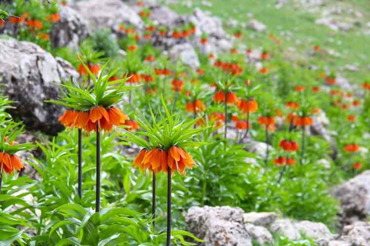 <p>Kahramanmaraş Binboğa Dağı eteklerinde kayaların arasında bulunan Ters Laleler çiçek açtı. Sarı ve turuncu renkleriyle göenleri mest eden laleleri koparmanın cezası ise cep yakıyor. </p>
