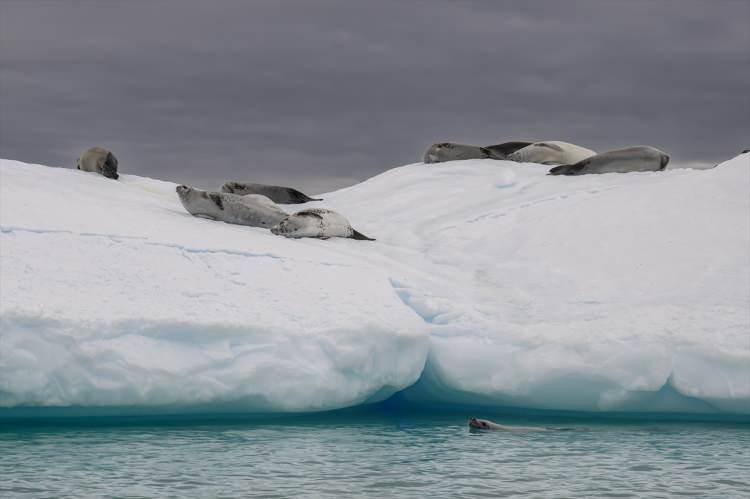 <div>Türk bilim insanları, Antarktika'daki çalışmalarında uyguladıkları kurallarla, küresel iklim değişikliğinin sonuçlarından fazlasıyla etkilenen güney kutup canlılarını, Beyaz Kıta'ya ve okyanuslara bağlı yaşamları korudu.</div>

<div> </div>
