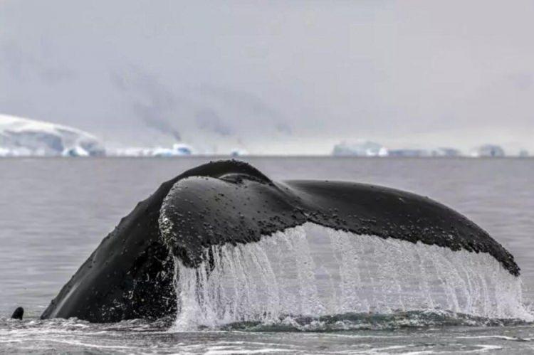 <p>Araştırmacılar balinaları inceleyerek, gelecekte insanların alabileceği herhangi bir dünya dışı sinyale karşı filtreler geliştirmeyi umuyor</p>
