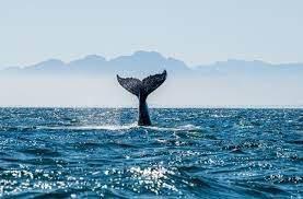 <p>ABD'deki Dünya Dışı Zeka Arayışı Enstitüsü'nden (SETI) bilim insanları, Alaska'da bir kambur balinayla konuştuklarını ve bunun uzaylılarla iletişim kurmak için bir örnek olabileceğini iddia ediyor.</p>
