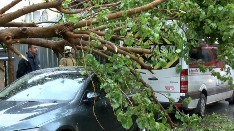 <p>Yaşanan olayda ölen ya da yaralanan olmazken, servis minibüsü ve otomobilde hasar oluştu.</p>

<p>Ağacın kesilmesinin ardından sokak trafiğe tekrardan açıldı.</p>
