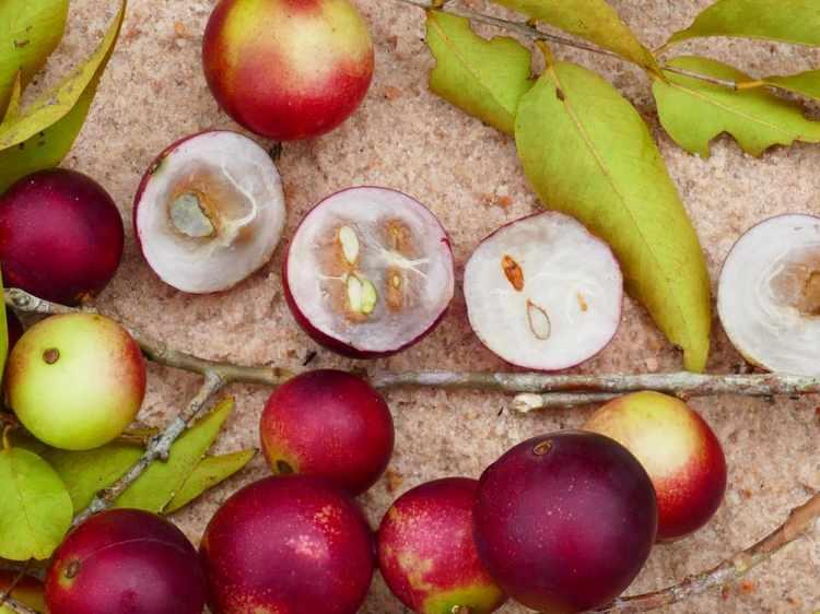 <p>Ayrıca, camu camu içeren meyve suyu ürünleri mevcuttur. Bu şekersiz meyve suları saf camu camu suyu değildir, su ve diğer meyve suları ile seyreltilir. </p>