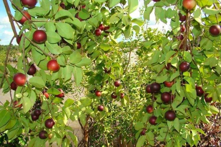 <p>Yüksek miktarda C vitamini içerdiği tartışılmaz bir gerçektir ve C vitamini temel bir besindir, bilinen bir antioksidandır ve bağışıklık sistemi için önemlidir. </p>
