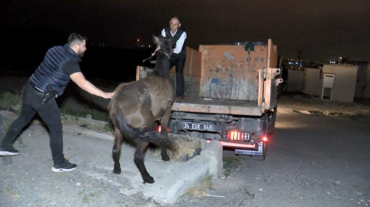<p>Kamyonette bulunan kesilmiş at etleri ise zabıta ekiplerince imha edilmek üzere götürüldü. </p>