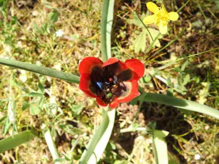 <p>Güzelliğiyle mest eden Manisa Lalesi (Tulipa orphanidea), yılda sadece bir kez çiçek açıyor. Havaların ısınmasıyla görsel şölen oluşturan lalenin yanına yaklaşmak bile cesaret istiyor. </p>
