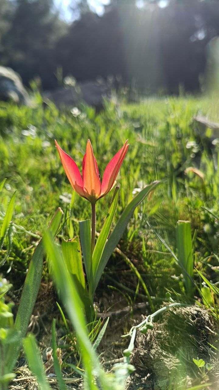 <p>Manisa ve İzmir illeri arasında yer alan ve endemik bitki türü çeşitliliğiyle dünyanın en önemli merkezlerinden olan Spil Dağı Milli Parkı'nda yetişen Manisa Lalesi (Tulipa orphanidea) havaların ısınmasıyla çiçek açtı.</p>
