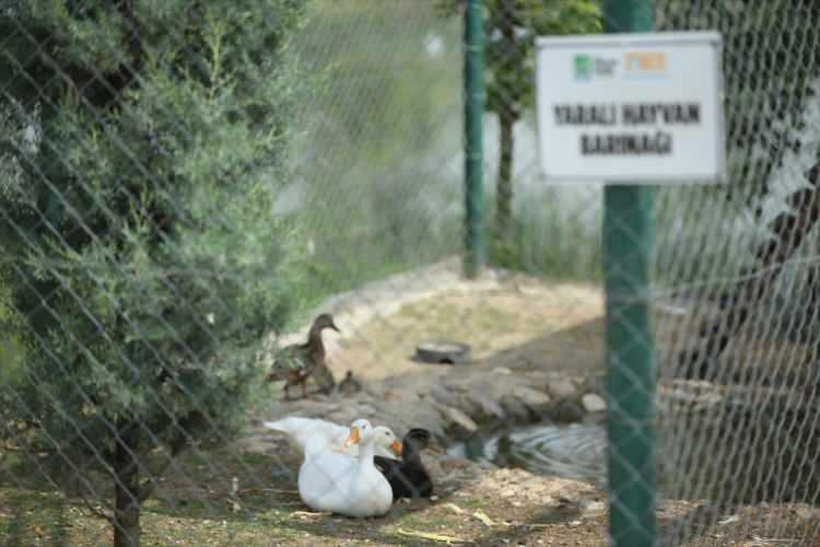 <p>Gölya Tabiat Parkı Sorumlusu Ahmet Safitürk, AA muhabirine, Sakarya'nın "ilk ve tek" hayvanat bahçesinin burada bulunduğunu belirterek, 35 türde yaban hayvanına ev sahipliği yaptıklarını söyledi.</p>

<p> </p>
