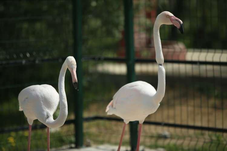 <p>Bünyesinde hayvanat bahçesi bulunan ve birçok kuş türüne ev sahipliği yapan Gölya Tabiat Parkı'nda oluşturulan merkezde doğada yaralı halde bulunan yaban hayvanları tedavi ediliyor, bakım evlerinde barınma ve beslenme ihtiyaçları karşılanıyor.</p>

<p>​</p>

