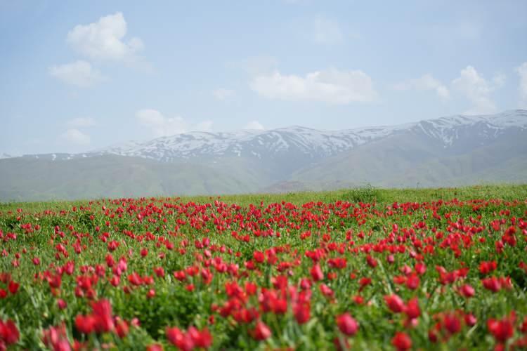 <p>Sosyal medyada paylaşımı yapılan bu muhteşem manzaralar, Muş'un doğal güzelliklerini geniş kitlelere tanıtmaya yardımcı oluyor.</p>
