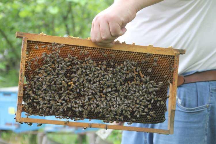 <p>Fatsa ilçesinde arıcılık yapan, 47 yaşındaki Yirmibeşoğlu, kendi arılarına olan güvenini farklı bir yöntemle sergiliyor. </p>

<p> </p>
