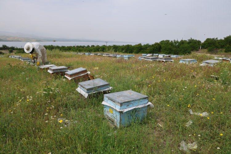 <p>Bölgede arıcılık sektörünün bahar mevsimini yaşadığını belirten Başkan Fırat Canbay, <strong>“Ancak Meteoroloji'den son 10 gündür gelen toz taşınımı uyarısı var. Toz taşınımı mevcut ekosistem içerisinde oluşan bir ekstrem olaydır. Son yıllarda özellikle iklim değişikliğinden kaynaklı oluşan bu toz taşınımları mevsimsel olarak geçiş döneminde olması gerekirken mevsimin ortasında olmaya başladı. Bizim için önem arz eden çiçekler üzerindeki polen ve nektarın arılar tarafında çekilmesine engel olmaktadır. Bununda en önemli sebebi tozlar, çiçekler üzerinde birikim yapıyor. Arıların da buradan polen ve nektar taşımasına engel oluyor.</strong></p>
