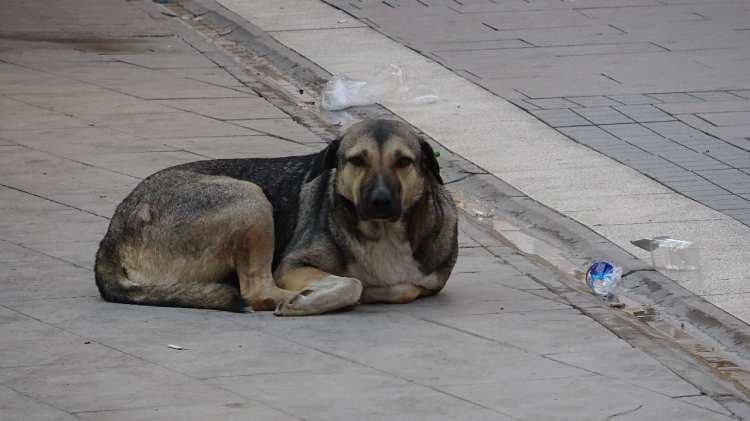 <p>Sokak köpekleri bir dehşet daha saçtı. </p>
