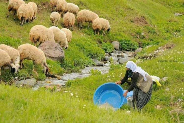 <p>Elazığ'da 100 bin lira maaş ile çalışacak çoban bulunamıyor. Hayvancılığın bitme noktasında olduğu ifade edilirken yetiştiriciler, mera ve çalışan eleman istediklerini dile getirdi.</p>
