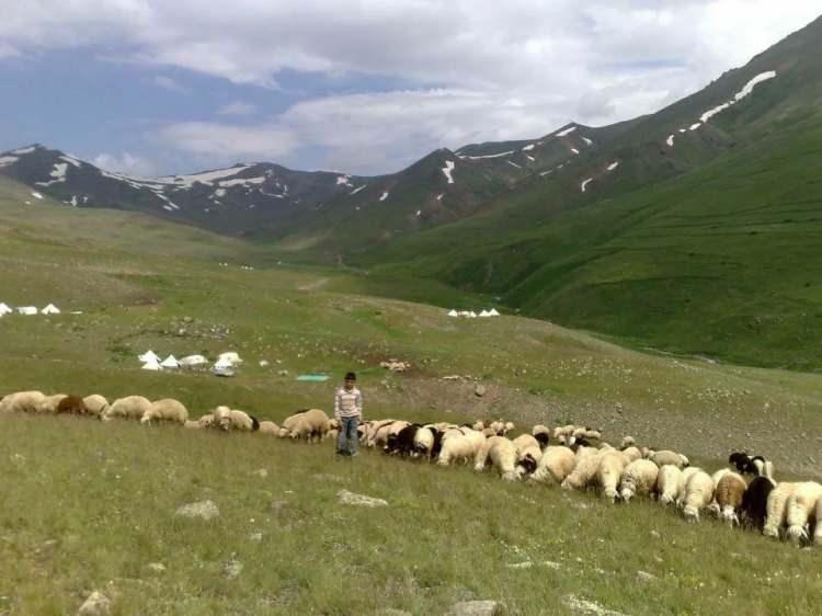 <p>Damızlık Koyun ve Keçi Yetiştiricileri Birliği Başkanı Mahmut Sezer, hayvan yetiştiricilerinin, 1 Mayıs ve 1 Haziran arasında çevre illerdeki mera ve yaylalara yaya gidilmesinin valilik kararıyla yasaklandığını belirterek, "Küçükbaş hayvancılık içeride olmaz. Elazığ Valiliği'nin yayınlamış olduğu bir kararname var, 'Küçükbaş hayvanlar yaylaya yaya gitmeyecek' diye.</p>
