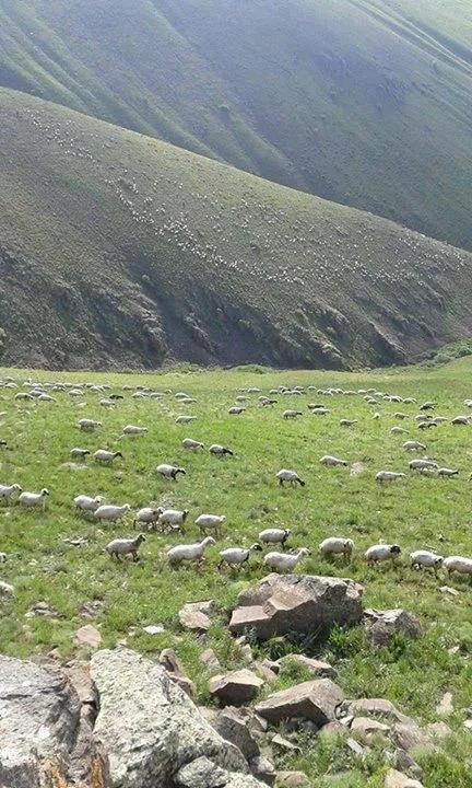 <p>Biz göçer hayvancılık yaptığımız için mecburen dışarıya yaya gitmek zorundayız. Gittiğimiz yaylalar da 1 ay sonra açılacak. 1 ay bizim için büyük bir zamandır. Bu 1 ayı yolda geçirerek yaya gitmemiz lazım. Bunun da önünü kapatmışlar. Elazığ, Tunceli, Bingöl, Muş ve Erzurum'a yaya gidişlerini kapattıkları için zor durumdayız. 1 Mayıs'tan 1 Haziran'a kadar küçükbaş hayvanlar, Elazığ'da iklimsel şartlardan dolayı kalamıyor" dedi.</p>

<p> </p>
