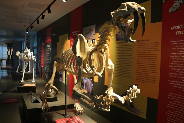 <p>Merkezde "Animalia Biyo&ccedil;eşitlilik", "Plantae Biyo&ccedil;eşitlilik", "Taksonomi ve Molek&uuml;ler Sistematik" ve "İnteraktif Eğitim" olmak &uuml;zere 4 laboratuvar ile Paleo&ccedil;eşitlilik, b&ouml;cek, bitki, kuş, memeli, s&uuml;r&uuml;ngen ve sucul yaşam sergilerinin de yer aldığını ifade eden G&uuml;ltekin, şunları kaydetti:</p>

