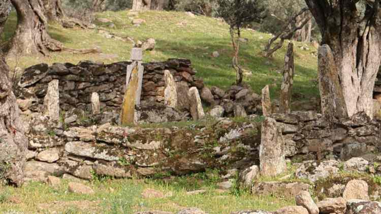 <p>Pek çok yaşlı öldüğünde mezarlık yerine hayatını adadığı zeytinliklere defnedilmek için vasiyet bırakıyor. Bunun esas amacı zeytinliklerin satılmasını önlemek. </p>
