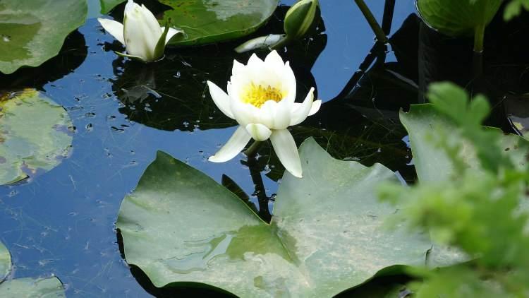 <p>Biga ilçesindeki Nilüfer Gölü'nde açan beyaz renkli nilüfer çiçekleri, güzel görüntüler oluşturdu.</p>
