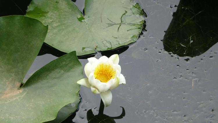 <p>Koruma altındaki nilüfer çiçeklerini koparanlara, biyolojik çeşitliliği tahrip etmek ve zarar vermekten 387 bin 141 TL ceza kesiliyor.</p>
