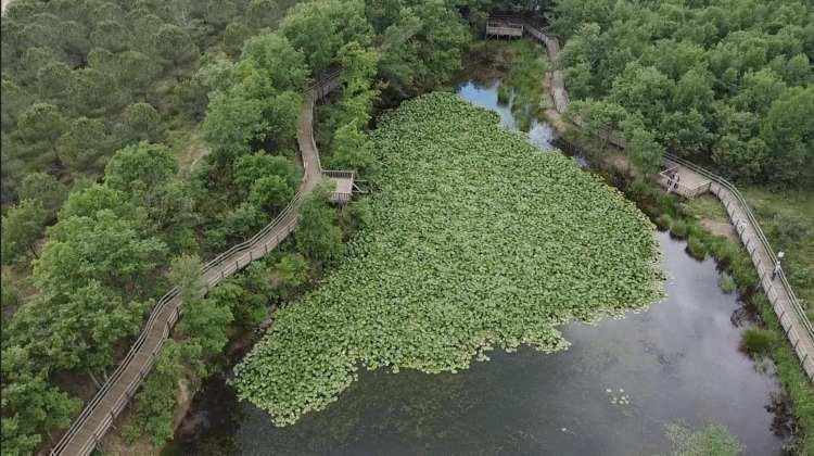 <p>Nisan ayı başında açmaya başlayan nilüfer çiçekleri, kasım ayının son günlerine kadar ziyaretçiler için güzel manzaralar oluşturuyor. </p>
