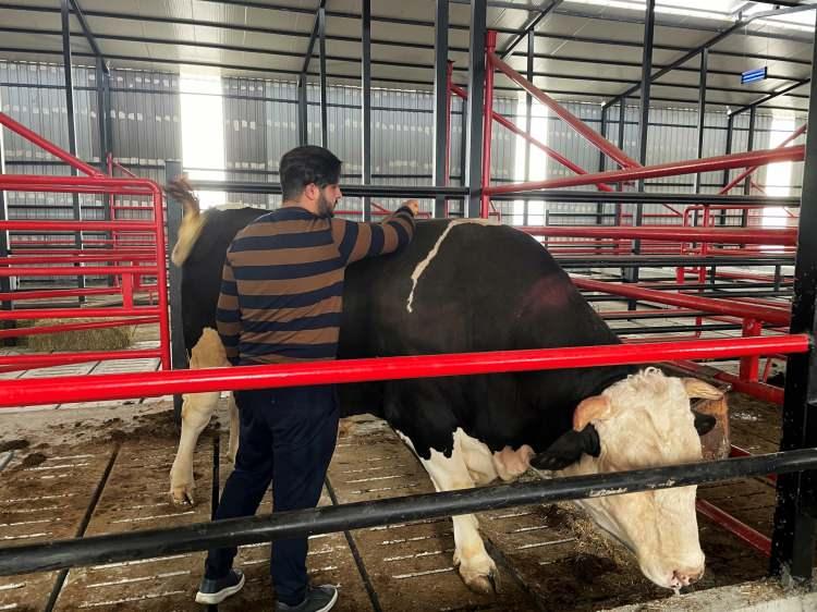 <p>Kurban Bayramı'nın yaklaşmasıyla birlikte Sakarya&rsquo;da kurbanlıklar g&ouml;r&uuml;c&uuml;ye &ccedil;ıkmaya başladı. Serdivan il&ccedil;esindeki bir k&ouml;yde yetişen tosun ise hem kilosu hem de fiyatıyla adeta arabayla yarışıyor.&nbsp;</p>
