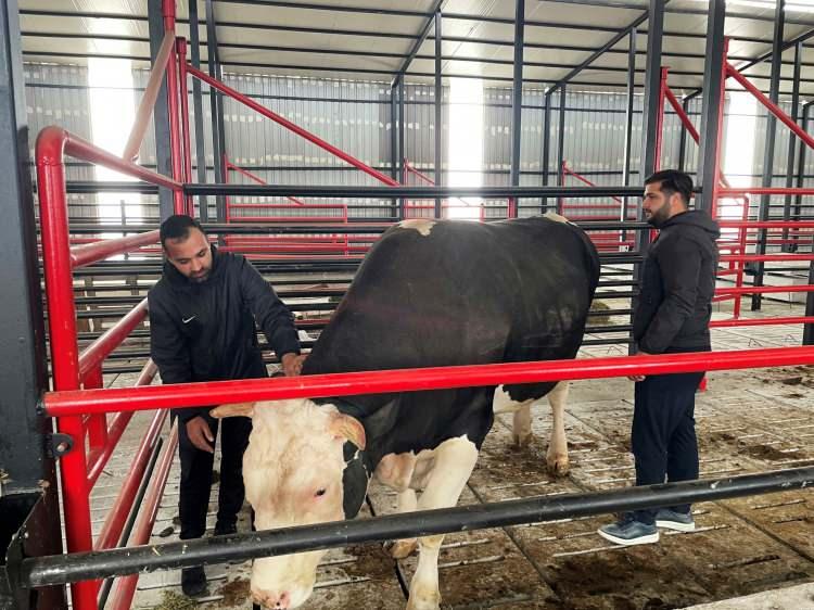 <p>&Uuml;&ccedil; kuşaktır hayvancılık sekt&ouml;r&uuml;nde olan Demir ailesi, Kurban Bayramı &ouml;ncesinde 1 ton 600 kilogram ağırlığındaki tosunu 750 bin TL&rsquo;den satışa &ccedil;ıkardı. Fiyatı adeta ikinci el otomobiller ile yarışan tosun, g&uuml;nl&uuml;k yaklaşık 10 kilonun &uuml;zerinde buğday, arpa, mısır ve fabrika yemi t&uuml;ketiyor.</p>
