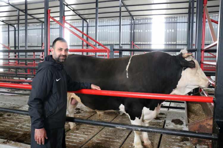 <p>Sakarya&rsquo;da &uuml;&ccedil; kuşaktır hayvan yetiştiriciliği yaptıklarını belirten Barış Demir, &ldquo;&Uuml;&ccedil; kuşaktır hayvancılıkla uğraşıyoruz. Biz bu işi ger&ccedil;ekten severek yaptığımıza inanıyoruz ve arkamda g&ouml;rd&uuml;ğ&uuml;n&uuml;z bin 600 kilogramlık tosun da bunu g&ouml;steriyor zaten. Hayvancılık sekt&ouml;r&uuml; giderek azalıyor. Bizim kuşağımızda bunu &ccedil;ok yapan da yok. Meşakkatli bir meslek, ilgi, alaka ve b&uuml;y&uuml;k bir &ccedil;aba gerektiriyor. B&uuml;y&uuml;k &ccedil;abalar olunca da tabi bunun gibi sonu&ccedil;lar alabiliyorsunuz. B&uuml;y&uuml;tmek ger&ccedil;ekten zor, aynı evlat bir &ccedil;ocuk gibi kurbanlık hayvanların bakımları. Et fiyatları biraz pahalı olabilir, insanlar bu durumdan yakınabilir ama ger&ccedil;ekten bu işi yapmak zor ve maliyetli. Tosunumuz kantara sığmıyor, &ouml;yle bir problemimiz var. Kamyonetimize y&uuml;kleyerek dışarıda bir kantarda tarttık ve bu işlem yaklaşık 5-6 saat s&uuml;rd&uuml;. Kantar kilosunu g&ouml;sterememe sebebimiz şuan bu. Nasip olursa alacak olan arkadaş, bunun kantar kilosunu g&ouml;rerek &ouml;yle alacak. Biz beraber y&uuml;kleyip g&ouml;t&uuml;receğiz, tartıp &ouml;yle teslim edeceğiz. Biz yaklaşık bir ay &ouml;nce tarttığımızda bin 620 kilogramdı&rdquo; dedi.</p>

<p>&nbsp;</p>

