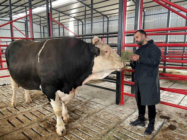 <p>Satışa &ccedil;ıkardıkları 1,6 tonluk tosunun 4 yaşına yaklaştığını ifade eden Barış Demir, &ldquo;Hayvanımız 4 yaşına yakın. O kadar yıl beklemek kolay değil, maddi a&ccedil;ıdan da beklemiyor kimse zaten. &lsquo;Paşa&rsquo; ile 4 yıl ge&ccedil;irdik, bu heybette bir hayvanın bu kadar uslu olması bizi şaşırttı tabi. Daha k&uuml;&ccedil;&uuml;k danalar bile yerinde durmuyor ama &lsquo;Paşa&rsquo; m&uuml;layim ve mazlum bir hayvan, bizi hi&ccedil; yormadı. Kurban Bayramı &ouml;ncesinde satışa &ccedil;ıkardık, nasibi varsa zaten satılacak ama satılmazsa biz 1-2 yıl daha buna bakarız&rdquo; şeklinde konuştu.</p>

<p>&nbsp;</p>
