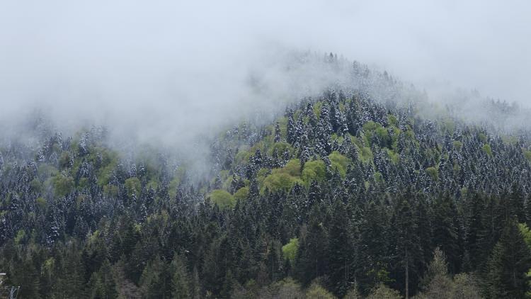 <p>Giresun'un yüksek kesimli yaylalarında da kar yağışı 2 gündür aralıklı devam ediyor.</p>

<p> </p>
