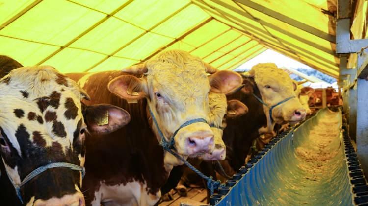 <p>İstanbul'da ortalama büyükbaş bir hayvanın canlı kilogram fiyatının 280 ila 340 TL arasında, küçükbaşın ise 250 ila 300 TL arasında olacağı düşünülüyor.</p>
<p><br />
<br />
Hisse fiyatlarının ise küçükbaşta 13-20 bin TL arasında, büyükbaşlarda ise 20-30 bin TL arasında olması bekleniyor</p>