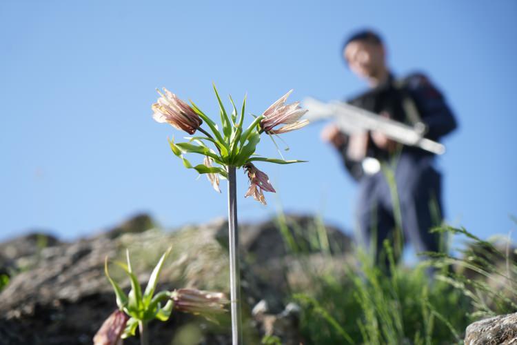 <p>Terörden temizlenen dağlarda Jandarma şimdilerde yılda sadece bir kez açan ve endemik bir bitki türü olan ters lale için nöbet tutuyor.</p>
