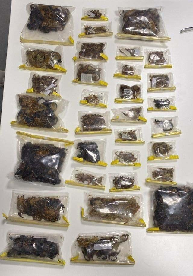 <p>Prendini'nin valizinde yaklaşık bin 500 adet akrep, tarantula ve örümcekle, içerisinde hayvnlardan elde edilen zehirlerin bulunduğu değerlendirilen 88 adet plastik şişe ele geçirildi.</p>
