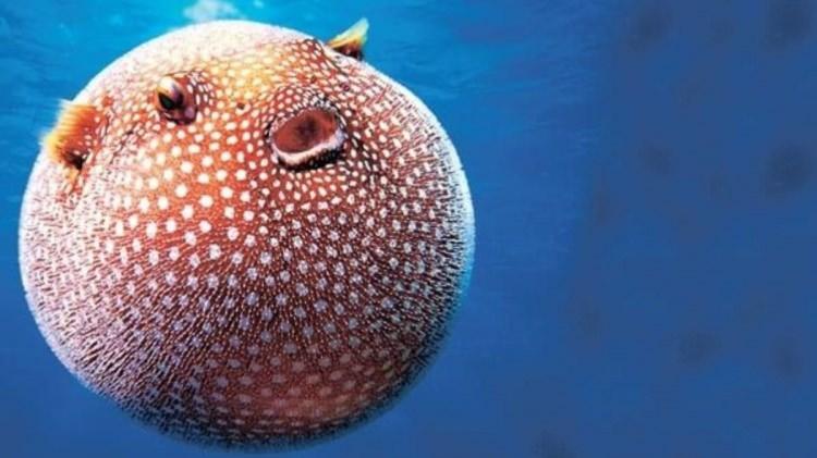<p>Ocak ayının ilk yarısından bugüne kadar Antalya kıyılarında 21 derecenin altına inmeyen deniz suyu sıcaklığının önümüzdeki günlerde zehirli balon balığı artışına neden olmasından endişe ediliyor.</p>