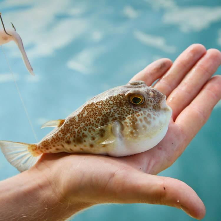 <p><strong>Akdeniz kıyılarında son 10 yıldır yaşanan en büyük sorun, yayılımı ve bolluğu büyük hızla artan, zehirli balon balığı (Lagocephalus sceleratus) ve cüce balon balığı (Torquigener hipselogeneion) adlı istilacı yabancı türler. Bu türler.</strong></p>